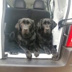 Perros en camioneta