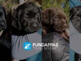 Cuatro cachorros de Fundappas, pertenecientes a las camadas H e I, son sostenidos en brazos durante sus primeras etapas de formación como futuros perros de asistencia. En el centro de la imagen aparece el logo de Fundappas, Escuela Integral de Perros de Asistencia Alexa Mackern.