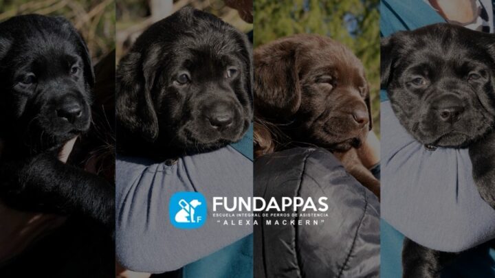 Cuatro cachorros de Fundappas, pertenecientes a las camadas H e I, son sostenidos en brazos durante sus primeras etapas de formación como futuros perros de asistencia. En el centro de la imagen aparece el logo de Fundappas, Escuela Integral de Perros de Asistencia Alexa Mackern.