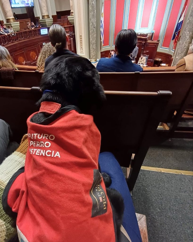 Perro de asistencia en formación, con chaleco rojo, acompañando desde las gradas del Parlamento la sesión en la que se trató la creación del Día Nacional del Socializador de Perros de Asistencia.