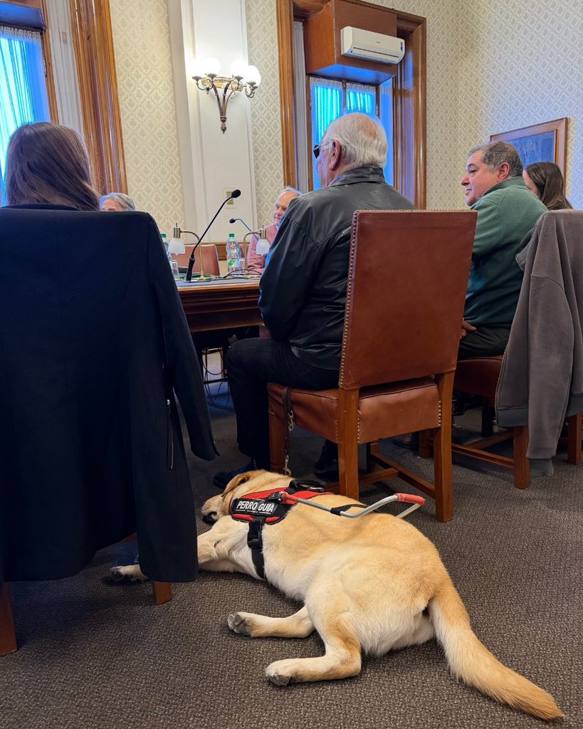 Perro guía descansando junto a la mesa durante una reunión en el Palacio Legislativo en el marco del proceso para crear el Día Nacional del Socializador de Perros de Asistencia.