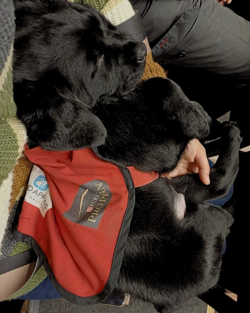 Cachorro negro de FUNDAPPAS, con chaleco rojo de perro de asistencia en formación, descansando en brazos de su socializadora durante una jornada en el Parlamento.
