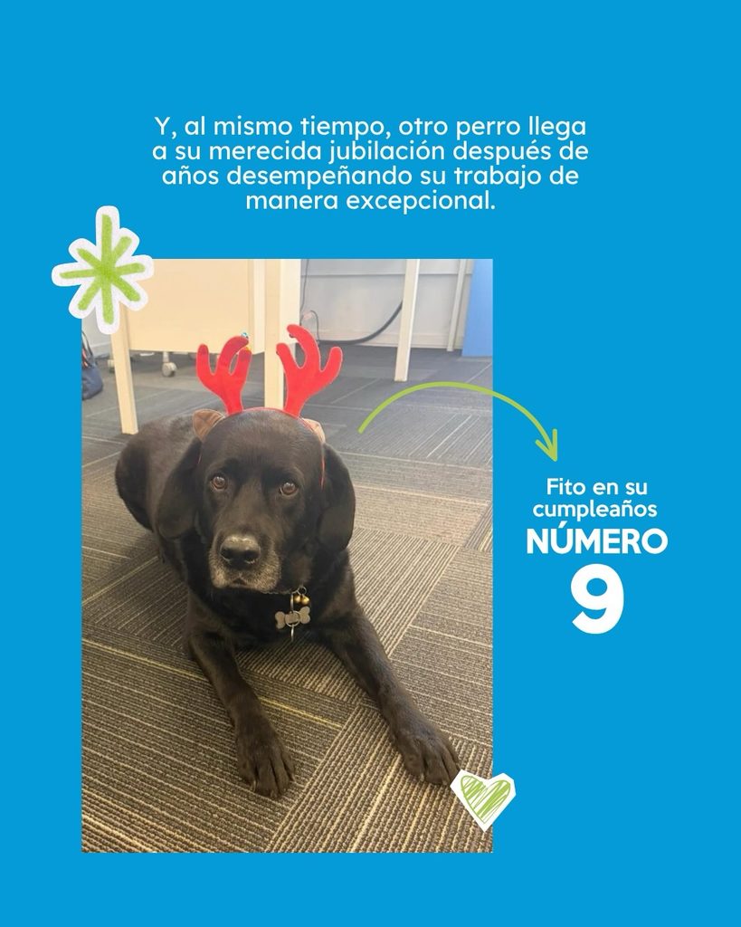 Descripción accesible:
Placa con fondo azul celeste. En la parte superior, un texto blanco dice: “Y, al mismo tiempo, otro perro llega a su merecida jubilación después de años desempeñando su trabajo de manera excepcional.” Debajo hay una fotografía de Fito, un perro Labrador negro, acostado sobre una alfombra gris en un ambiente interior. Fito mira directamente hacia la cámara y lleva sobre la cabeza una vincha con dos astas rojas decorativas, similares a las de un reno. Una flecha curva verde apunta hacia él y acompaña el texto: “Fito en su cumpleaños NÚMERO 9”, con el número 9 destacado en gran tamaño. Alrededor de la fotografía aparecen pequeños elementos gráficos decorativos de color verde y blanco, entre ellos una figura similar a una flor o asterisco y un corazón dibujado a mano.