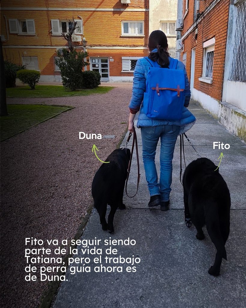 Descripción accesible:
Fotografía tomada desde atrás de una mujer que camina por una vereda llevando dos perros Labrador negros, uno a cada lado. La mujer lleva una campera acolchada azul, jeans, zapatos oscuros y una mochila azul grande. A su izquierda camina Duna y a su derecha, Fito; sus nombres aparecen escritos en blanco, con flechas verdes que señalan a cada perro. La escena transcurre entre edificios de ladrillo, con un pequeño espacio verde y senderos a la izquierda. En la parte inferior de la imagen aparece, en grandes letras blancas, el texto: “Fito va a seguir siendo parte de la vida de Tatiana, pero el trabajo de perro guía ahora es de Duna.” La fotografía representa la transición entre ambos perros: Duna asume el trabajo de perro guía mientras Fito permanece en la vida de Tatiana
