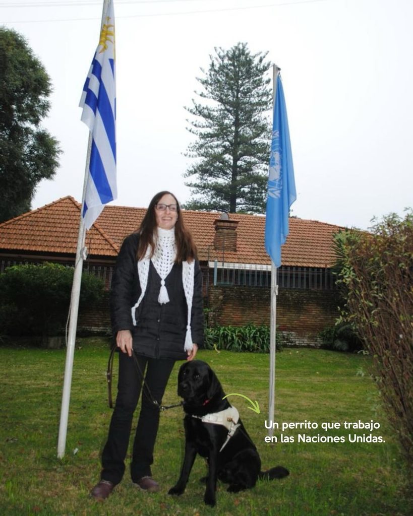 Descripción accesible:
Fotografía tomada al aire libre. Una mujer está de pie sobre el césped junto a Fito, un Labrador negro que lleva puesto un arnés blanco de perro guía. La mujer sostiene la correa y está ubicada entre dos mástiles: a la izquierda ondea la bandera de Uruguay y a la derecha una bandera azul de las Naciones Unidas. Detrás se observa un edificio bajo con techo de tejas, árboles y vegetación. Una flecha curva verde señala a Fito y, junto a ella, un texto blanco dice: “Un perrito que trabajo en las Naciones Unidas.” La fotografía ilustra una etapa de la vida laboral de Fito acompañando a su usuaria.